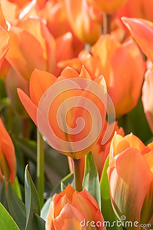 Orange Tulip, TulipaÂ fosteriana Orange Emperor flowering Stock Photo